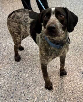 PJ -  German Shorthaired Pointer and Mixed Breed Dog for Adoption in Burgaw, North Carolina - PJ | PetCurious