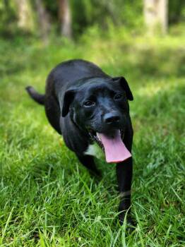 Rescue Labrador Retriever and Mixed Breed Dogs for Adoption in Demopolis, Alabama - Piggy | PetCurious