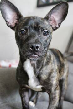 Chihuahua Dogs Available for Adoption in Rialto, California - Winnie | PetCurious