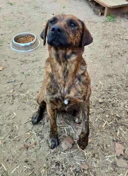 Labrador Retriever Dogs Available for Adoption in Carmel Hamlet, New York - Bonnie | PetCurious