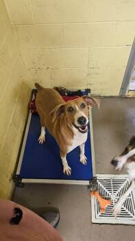 Rescue Hound Dogs for Adoption in Crossville, Tennessee - LOLA | PetCurious