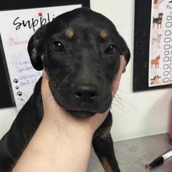 Hound and Mixed Breed Dogs Available for Adoption in Birmingham, Alabama - Jumping Justine | PetCurious