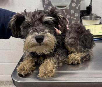 Hope -  Schnauzer and Mixed Breed Dog for Adoption in Kansas City, Missouri - Hope | PetCurious