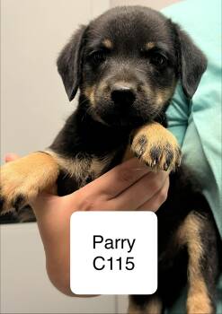 Parry C115 -  Terrier Dog for Adoption in Morganton, North Carolina - Parry C115 | PetCurious