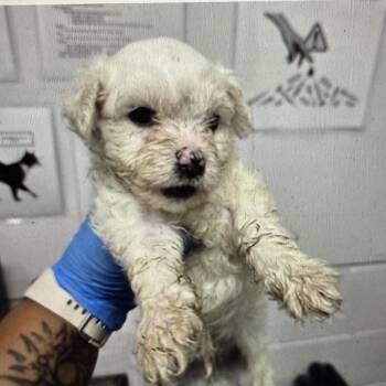 Poodle Dogs Available for Adoption - Kettle | PetCurious