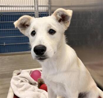 RIVER -  Labrador Retriever and Mixed Breed Dog for Adoption in Camarillo, California - RIVER | PetCurious