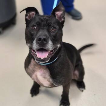 Pit Bull Terrier Dogs Available for Adoption in Vineland, New Jersey - Bruce | PetCurious