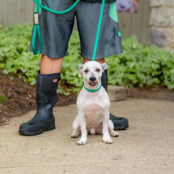Kobe -  Maltese Dog for Adoption in Chester Springs, Pennsylvania - Kobe | PetCurious