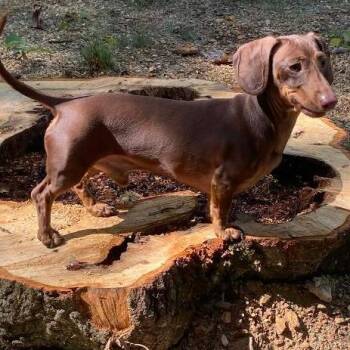 Ruger -  Miniature Dachshund Dog for Adoption in Martinsburg, West Virginia - Ruger | PetCurious