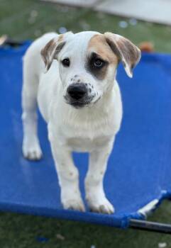 Rescue Great Pyrenees and Labrador Retriever Dogs for Adoption in Fort Worth, Texas - Peanut Butter | PetCurious