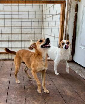 Scrappy -  Chihuahua and Fox Terrier Dog for Adoption in Thompson Falls, Montana - Scrappy | PetCurious