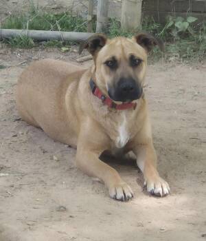 Mixed Breed Dogs Available for Adoption in Chattanooga, Tennessee - Maverick | PetCurious