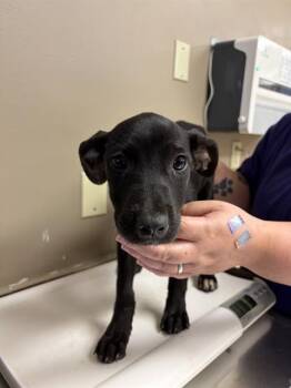 TRINITY -  Labrador Retriever Dog for Adoption in Conroe, Texas - TRINITY | PetCurious