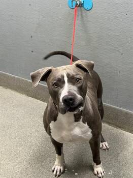 JIM HOPPER -  Pit Bull Terrier Dog for Adoption in Las Vegas, Nevada - JIM HOPPER | PetCurious