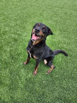 Mixed Breed Dogs Available for Adoption in Jackson, Tennessee - Harper | PetCurious