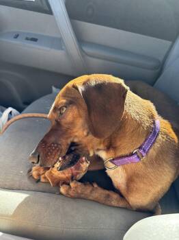 Dachshund Dogs Available for Adoption - Mr. Corndog | PetCurious