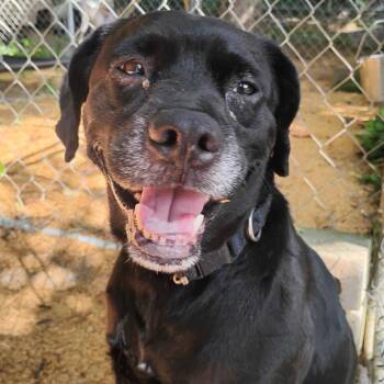 Tucker -  Beagle and Black Labrador Retriever Dog for Adoption in Trenton, Georgia - Tucker | PetCurious
