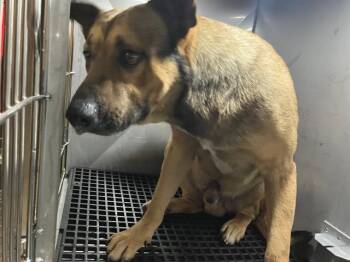 Mixed Breed Dogs Available for Adoption - TEKA | PetCurious