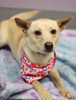 Feist Dogs Available for Adoption - Madigan In NH! Come Meet Our Adoptable Dogs Wednesday-Saturday.  | PetCurious