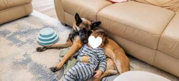 Astrid Located in Washington -  Belgian Shepherd Malinois Dog for Adoption in Imlay City, Michigan - Astrid Located In Washington | PetCurious