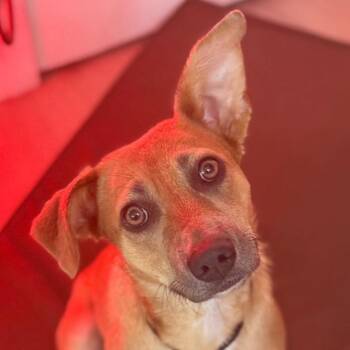 Rescue German Shepherd Dog and Pit Bull Terrier Dogs for Adoption in Whittier, California - Missy | PetCurious