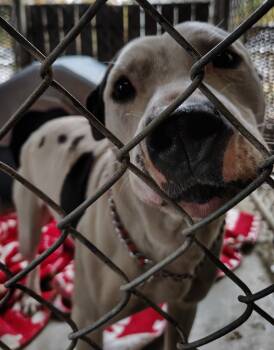 Rescue Pit Bull Terrier and Mixed Breed Dogs for Adoption in Saint Clairsville, Ohio - Michael | PetCurious