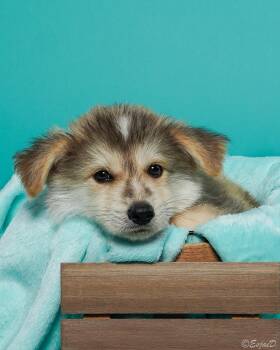 Donald (Seattle) -  Husky and Shepherd Dog for Adoption in Los Angeles, California - Donald (Seattle) | PetCurious