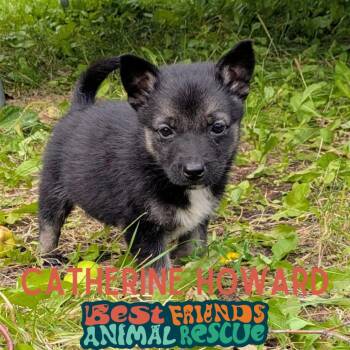 Catherine Howard -  Shepherd Dog for Adoption in Wasilla, Alaska - Catherine Howard | PetCurious