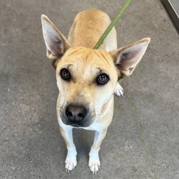 Mixed Breed Dogs Available for Adoption - Precious | PetCurious