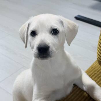 Yellow Labrador Retriever and English Pointer Dogs Available for Adoption - Carol’s Grace — A Cream‑Colored Cutie With A Playful Heart | PetCurious