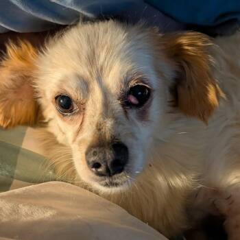 Colonel -  Mixed Breed Dog for Adoption in Olathe, Kansas - Colonel | PetCurious