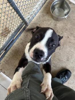 Mixed Breed Dogs Available for Adoption in Bossier City, Louisiana - Walker | PetCurious