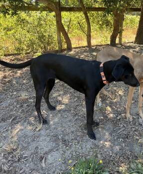 Rescue Doberman Pinscher and Australian Cattle Dog Blue Heeler Dogs for Adoption in Larkfield-wikiup, California - Moira | PetCurious