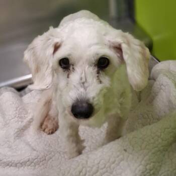 Boss -  Miniature Poodle and Mixed Breed Dog for Adoption in Spokane, Washington - Boss | PetCurious