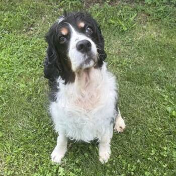 Saphira -  English Springer Spaniel Dog for Adoption in Valparaiso, Indiana - Saphira | PetCurious