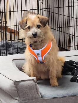 Norfolk Terrier Dogs Available for Adoption - Benji | PetCurious