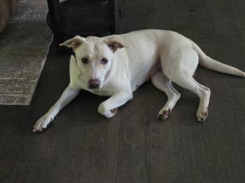 Rescue Labrador Retriever Dogs for Adoption in Blairsville, Georgia - Kai | PetCurious
