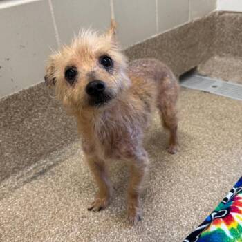 Terrier and Mixed Breed Dogs Available for Adoption - Ewok | PetCurious