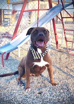 Calvin -  Pit Bull Terrier and Bull Terrier Dog for Adoption in Oriskany, New York - Calvin | PetCurious