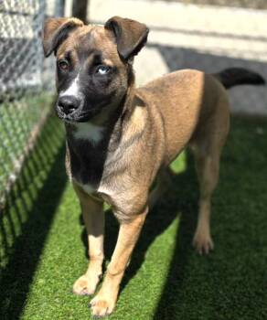 PETUNIA -  Mixed Breed Dog for Adoption in Columbia, South Carolina - PETUNIA | PetCurious