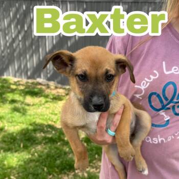 Shepherd Dogs Available for Adoption in Brownsboro, Alabama - Baxter Bee | PetCurious