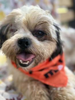 Rescue Shih Tzu Dogs for Adoption in Wheelersburg, Ohio - Willie | PetCurious