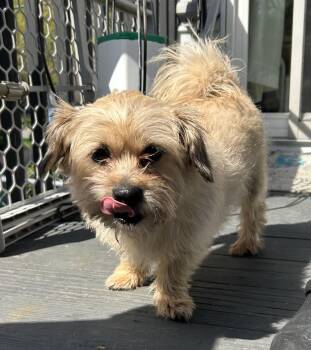 Shih Tzu and Chihuahua Dogs Available for Adoption in Closter, New Jersey - Shi-Shi | PetCurious