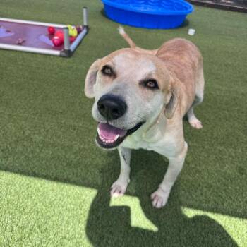 Purple Patty 8425 -  Mixed Breed Dog for Adoption in Loxahatchee Groves, Florida - Purple Patty 8425 | PetCurious