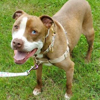 Brigney -  Pit Bull Terrier Dog for Adoption in Medford Lakes, New Jersey - Brigney | PetCurious