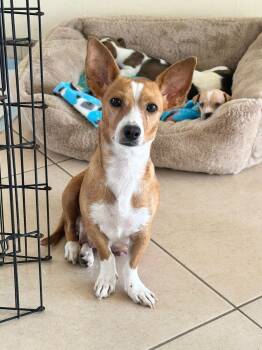 Rescue Chihuahua and Terrier Dogs for Adoption in Sherwood, Oregon - Tara | PetCurious