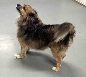 Chihuahua Dogs Available for Adoption - Toby | PetCurious