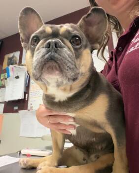 Lovebug -  French Bulldog Dog for Adoption in Fall River, Massachusetts - Lovebug | PetCurious