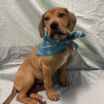 Rocky -  Mixed Breed Dog for Adoption in Canal Winchester, Ohio - Rocky | PetCurious