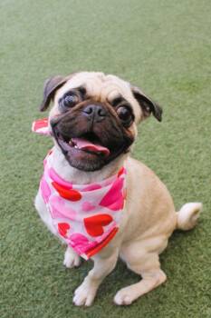 Cleo -  Pug Dog for Adoption in Gardena, California - Cleo | PetCurious